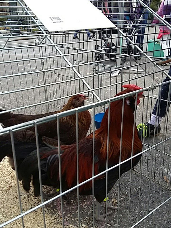 unibaer's tweet photo. Auch die Mensa ist an der #Ndf7 vertreten und deklariert die einwandfreie Herkunft der Chicken Nuggets. #bio #schweizerfleisch https://t.co/E0bniEymlk