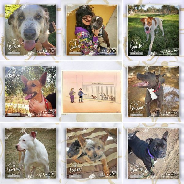 SOS Perros Badajoz tweet media
