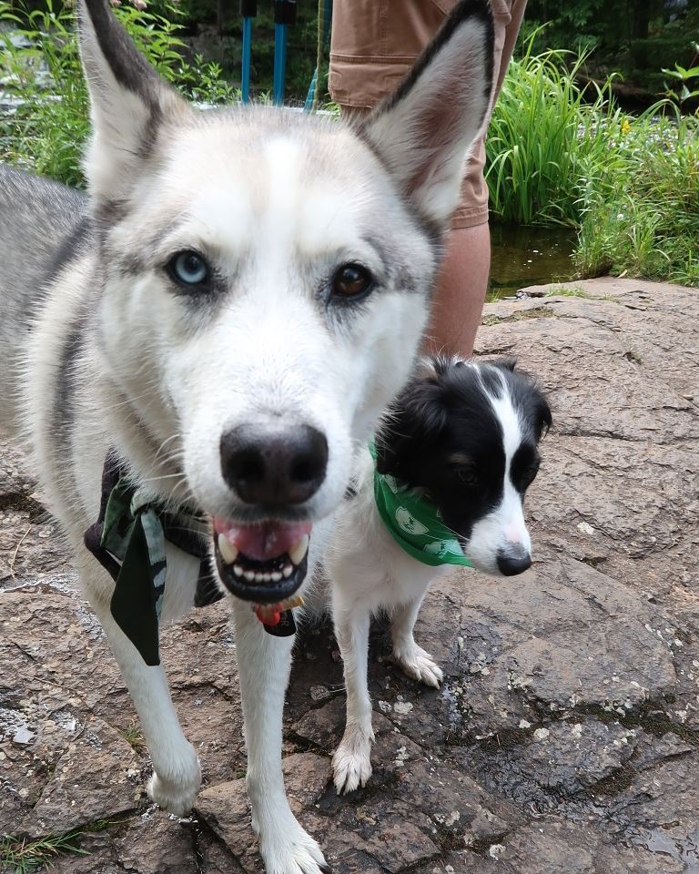 PawRecord's tweet photo. @Thordev81 and @bananathebc from our camping trip! Such a funny pair xD⠀
⠀
#dogsofinstagram #dogs #cutedogs #husky #bordercollie https://t.co/FGij63oGVJ