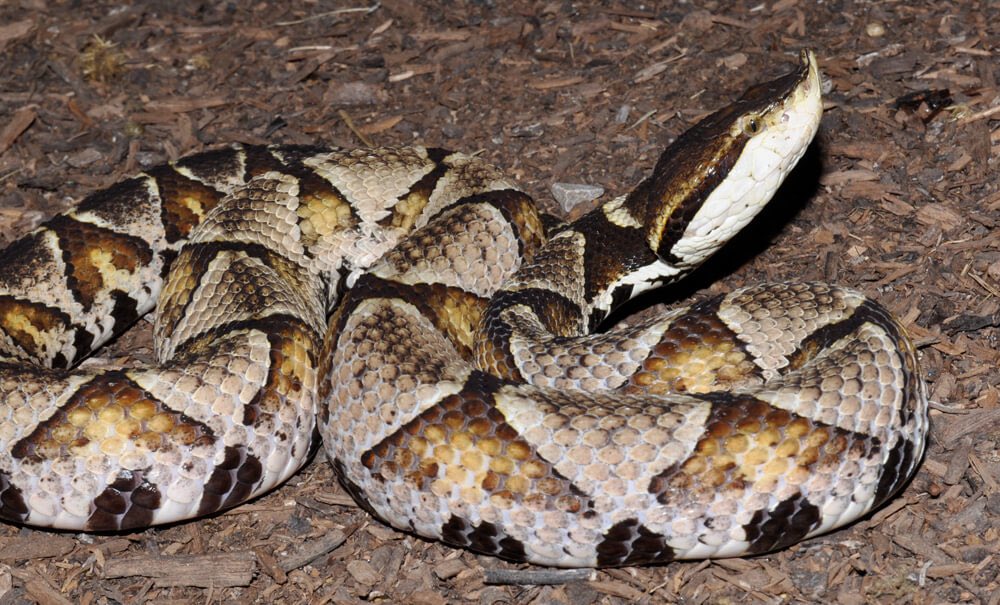 Alissa💜💜💜 tweet media