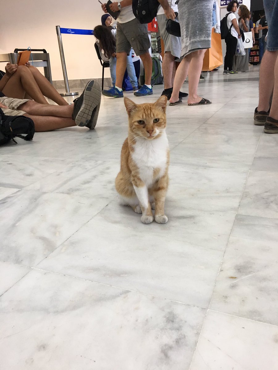 IrvingDeJohn's tweet photo. In Mykonos Airport there are two cats greeting guests at the gate. Greek Airports > US Airports. cc: @darth https://t.co/MMnLXn2AXf