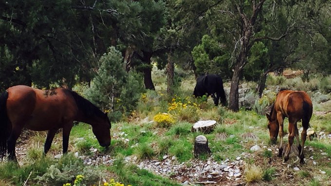⭐️ Amazing 7 mile hike yesterday and saw a wild horse family! #magestic #goodforthesoul #hiking #adventure<a href="/tag/hiking"class="tags"><span>#hiking</span></a><a href="/tag/adventure"class="tags"><span>#adventure</span></a><a href="/tag/goodforthesoul"class="tags"><span>#goodforthesoul</span></a><a href="/tag/magestic"class="tags"><span>#magestic</span></a>