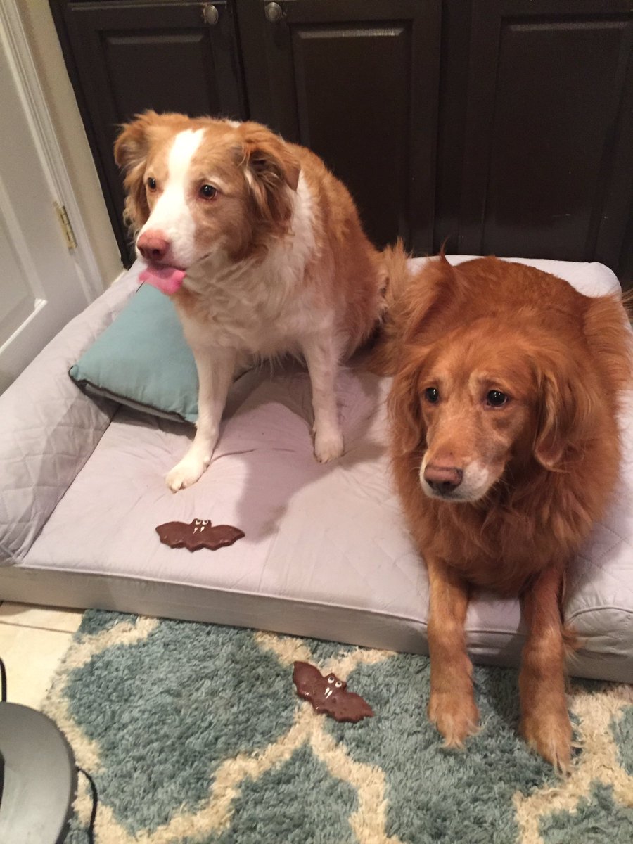 goldendogdad tweet media
