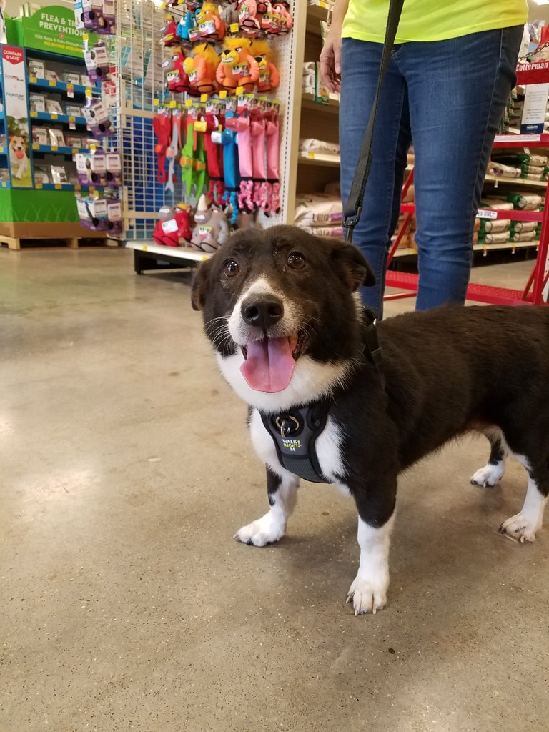 PetSmart LaPlace tweet media