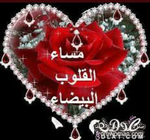 شهكة امفارك ولف (@vyffiyl7pxleewc) on Twitter photo 