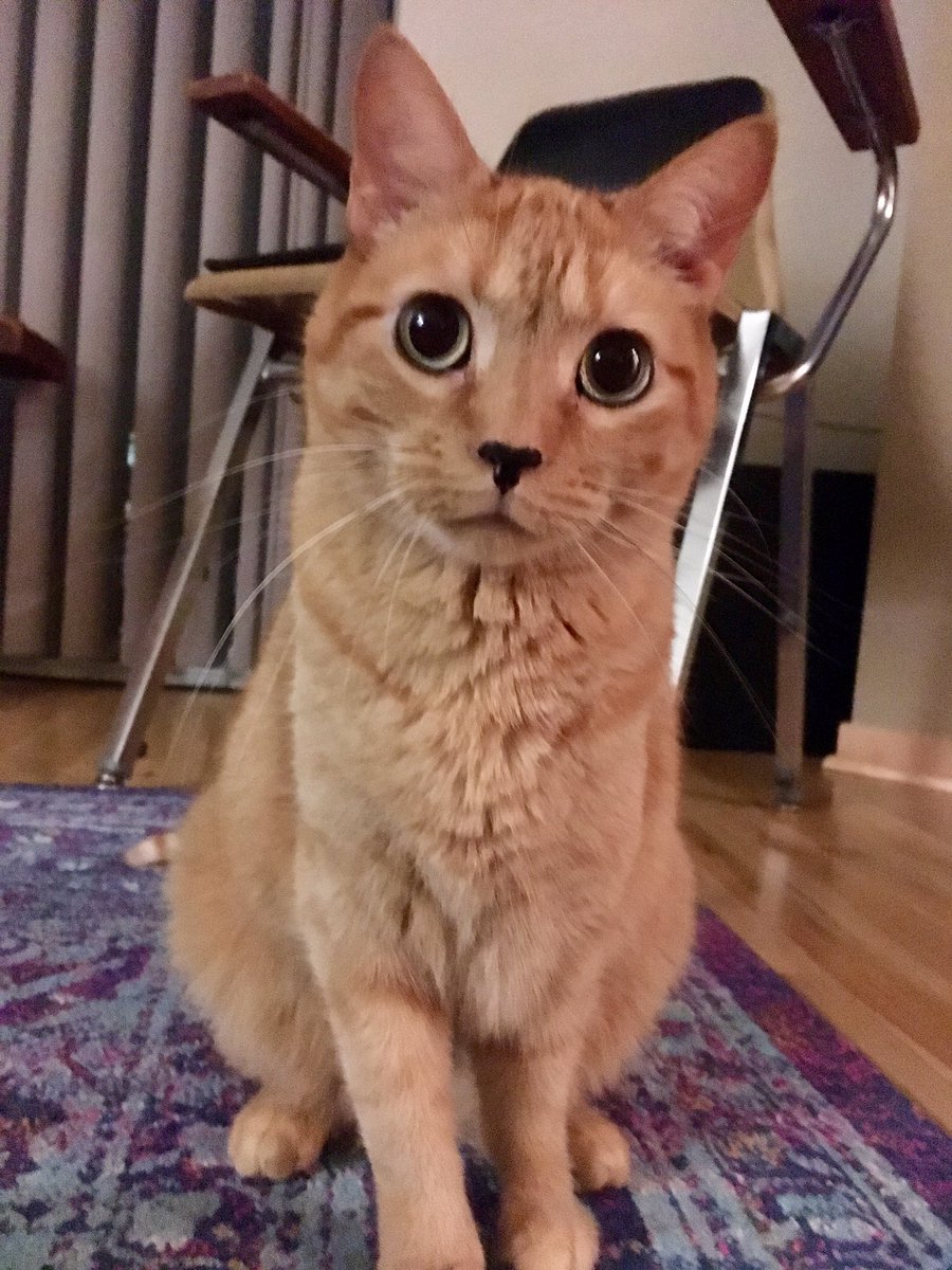 Artie wishes you a happy  #Caturday