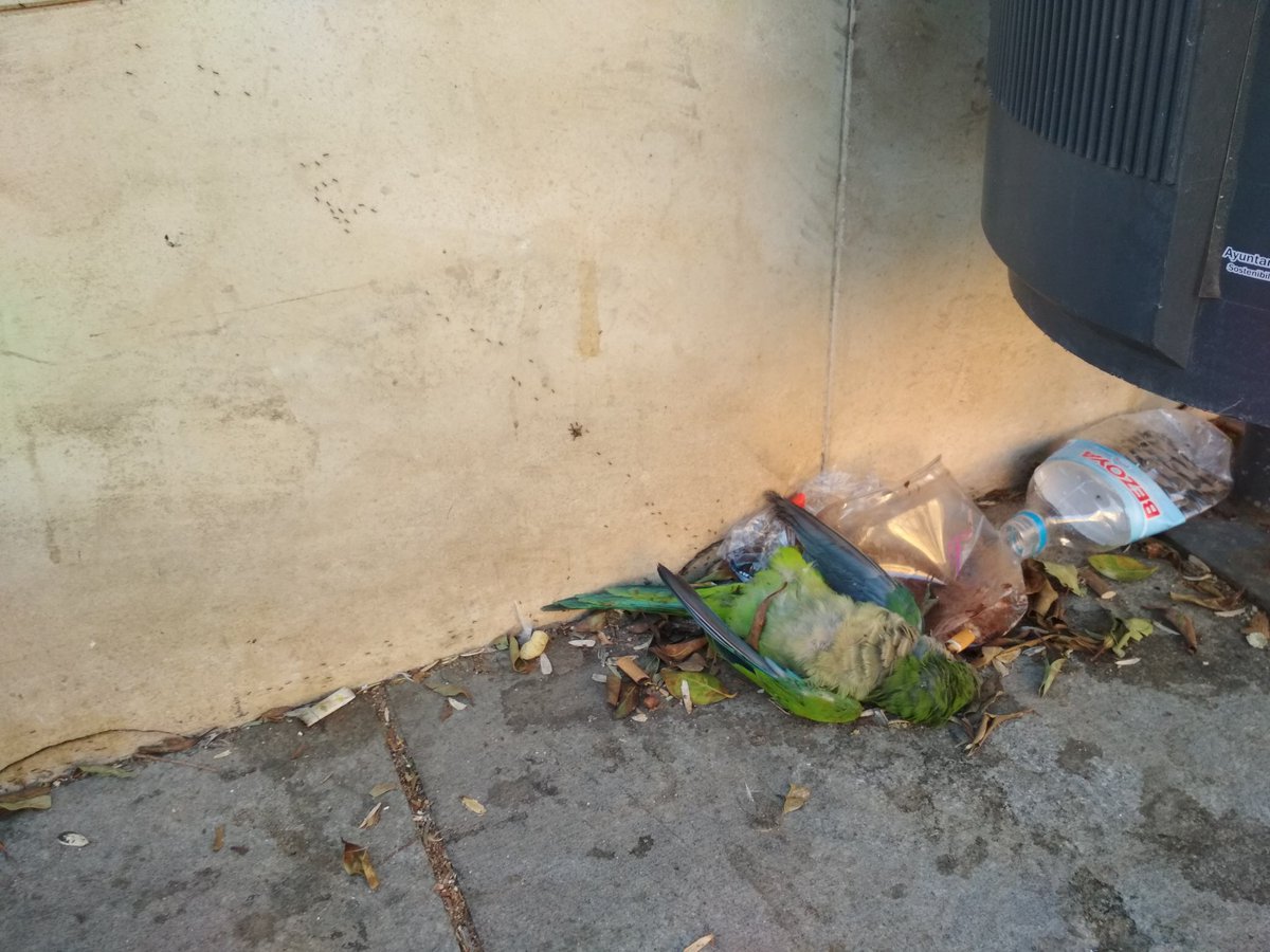 Oiga <a href="/Gemmadelcorral/">Gemma del corral</a> parece que en la victoria somos distrito centro sólo para pagar. Plaza del santuario de la victoria <a href="/malaga/">Ciudad de Málaga</a>