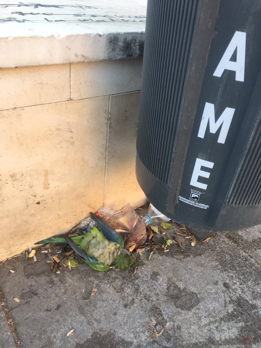 Así de limpia está la plaza del Santuario de la Victoria... y llena de pulgas en la zona infantil <a href="/malaga/">Ciudad de Málaga</a> <a href="/Gemmadelcorral/">Gemma del corral</a> #limasa