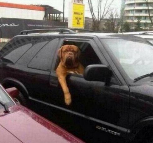 paddypower's tweet photo. Birmingham sack Harry Redknapp, and will be replacing him with this dog who resembles Harry Redknapp. https://t.co/KqLEp1cI9t