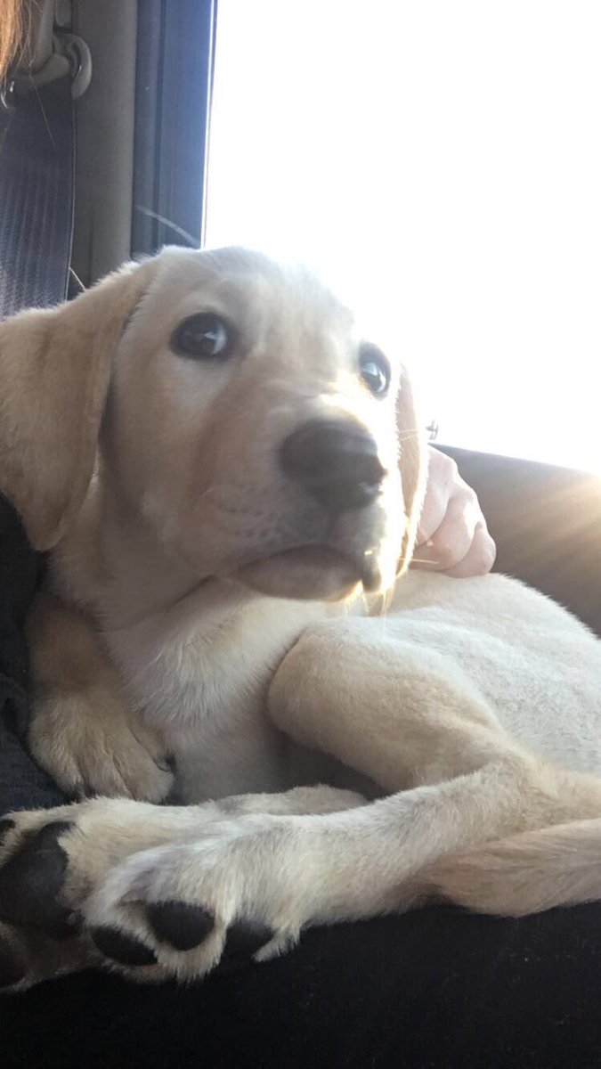 sun_child_20's tweet photo. My sweet new puppy! I love you so much already Chevy! #puppylove #chevy #akclab https://t.co/KR5RbNux8n