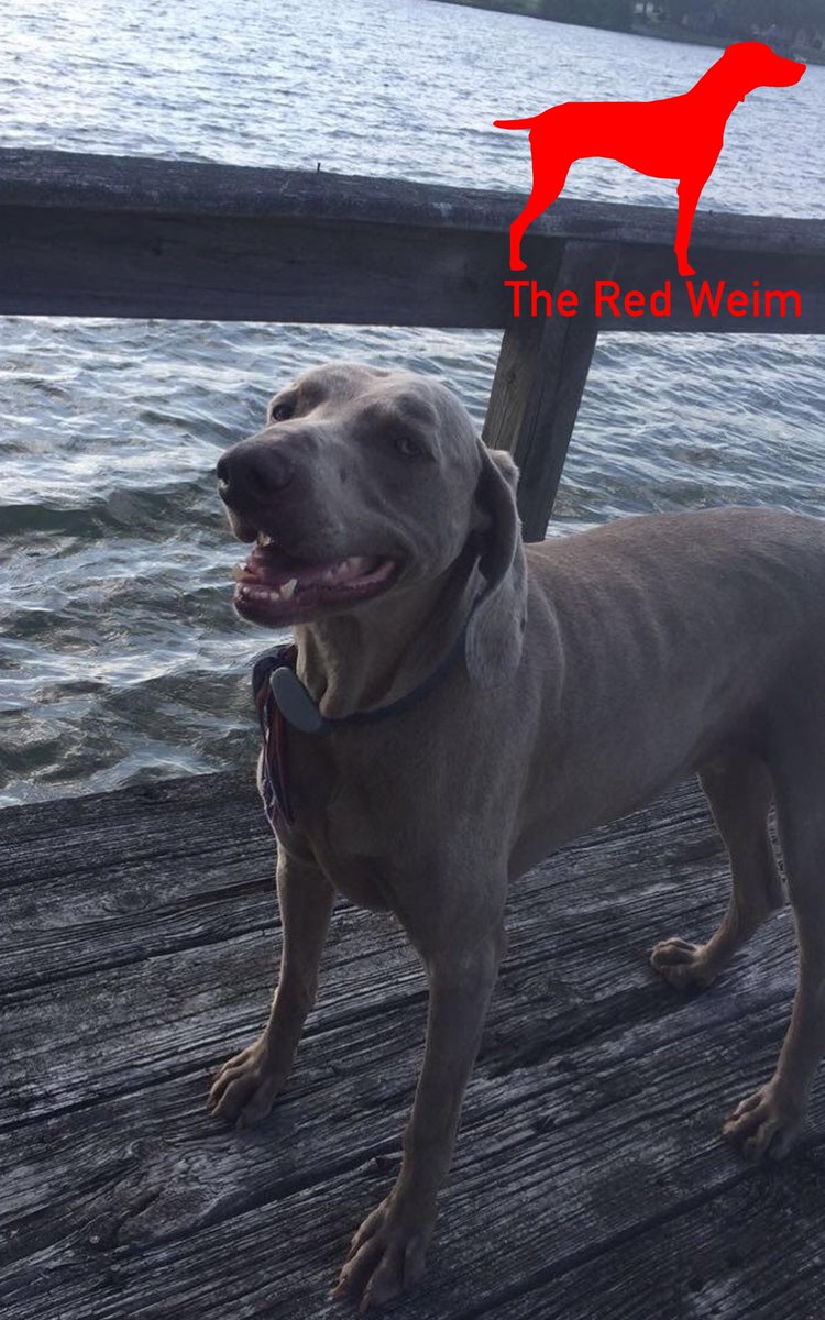 theredweim's tweet photo. Like if you love Weimaraners! #weimaraner #weimaraners #weimaranermom #weimaranerowner And don't forget to checkout! https://t.co/3bzO1wAylF https://t.co/yxoaj9GEky