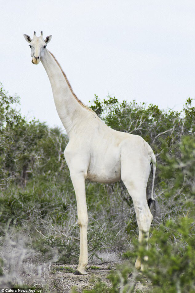LesNews's tweet photo. Des giraffes albinos photographiées pour la première fois au #Kenya via @SACNSNew https://t.co/e43JWByR7K