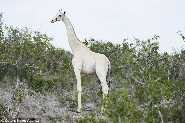 LesNews's tweet photo. Des giraffes albinos photographiées pour la première fois au #Kenya via @SACNSNew https://t.co/e43JWByR7K