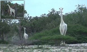 LesNews's tweet photo. Des giraffes albinos photographiées pour la première fois au #Kenya via @SACNSNew https://t.co/e43JWByR7K
