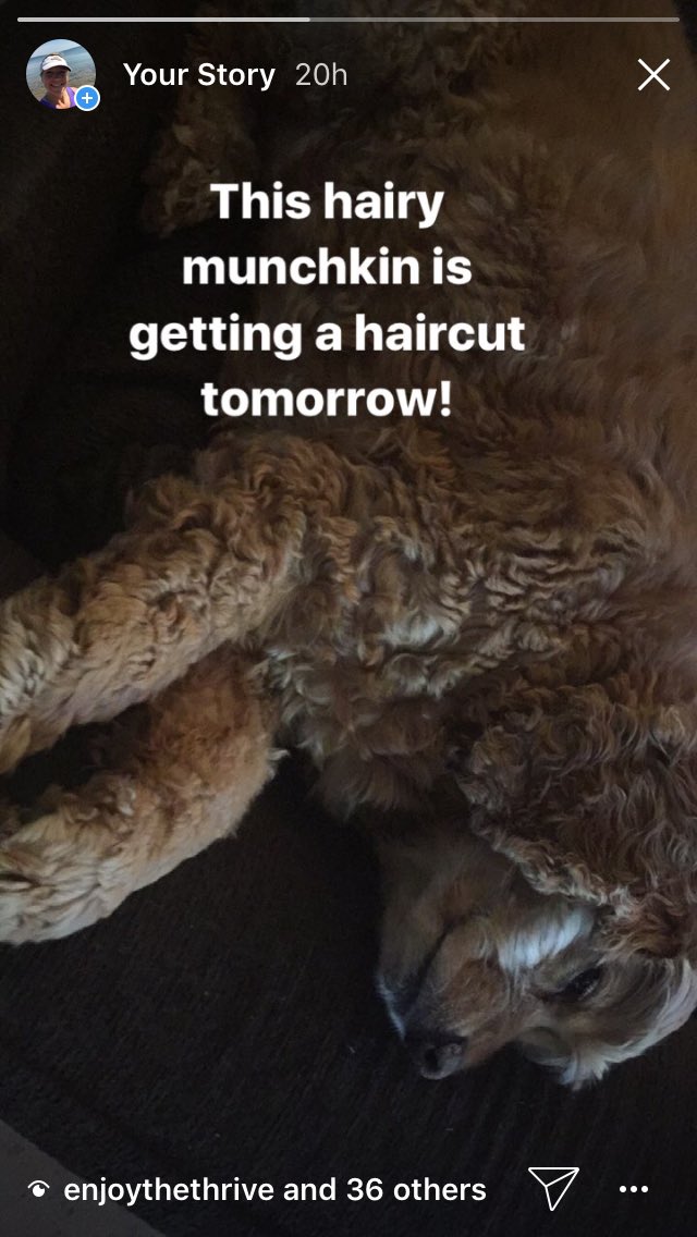 azsungoddess1's tweet photo. My pup finally got a haircut today, looking cute in his @stuntpuppy collar. He was so shaggy! #bibchat #drycollar https://t.co/rrL48uIdTo
