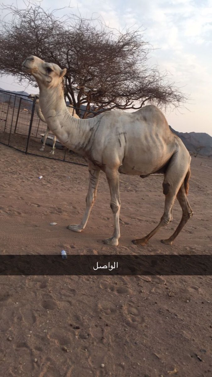 mdahil48's tweet photo. ان كان ودك تلطم الشوط وتفوز
نوخ على الواصل قوي السلاله 

صوره حديثه ل الواصل 

جمل علي سند https://t.co/huhu3GDoF2