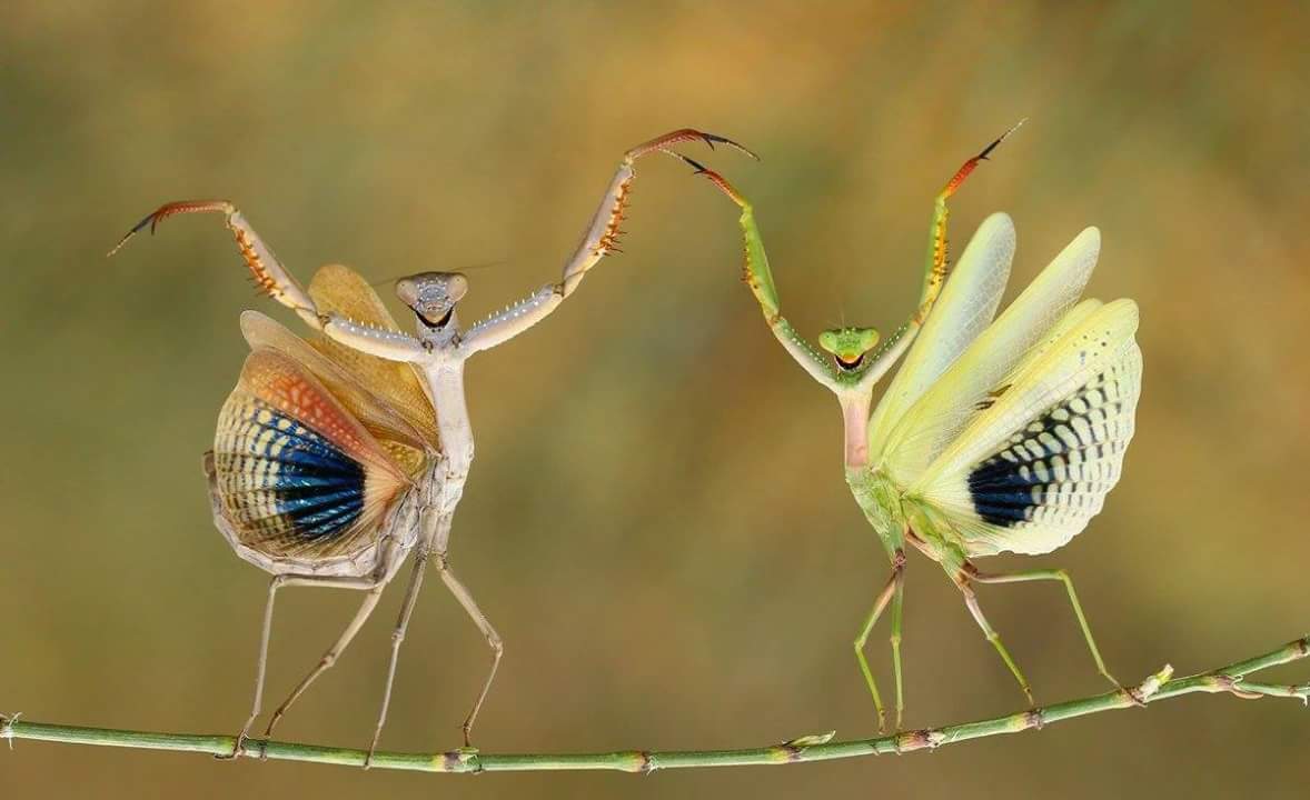 Hasan Baglar. Premio internacional de fotografía Siena 2015. El fotógrafo intentó tocarlas y ésta fue su reacción
