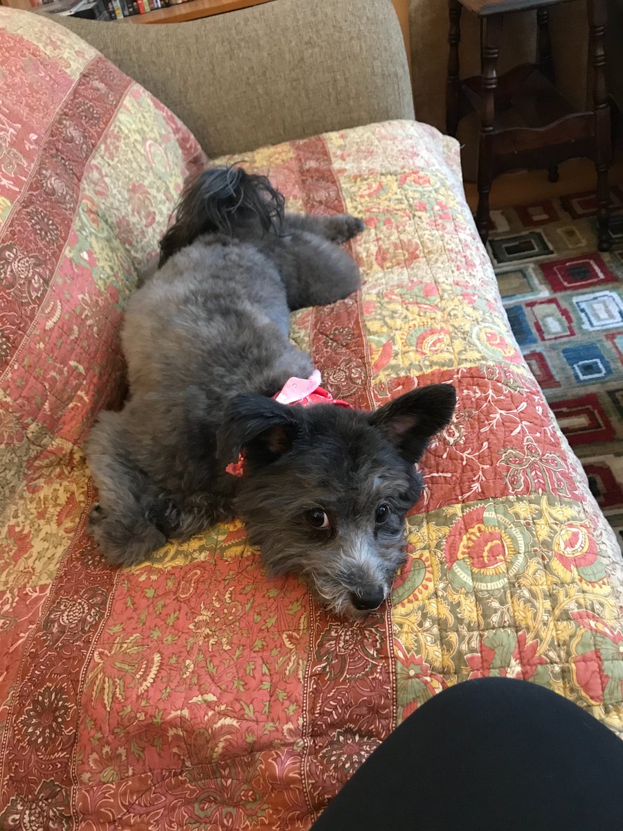 bribertrand's tweet photo. He excite he ignore  @dog_rates https://t.co/OazSEUGW9E