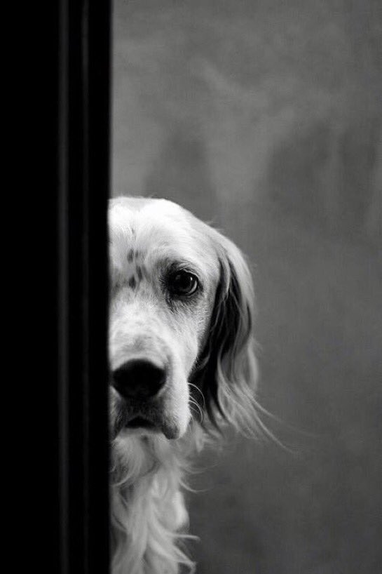 CoolXDogs's tweet image. No matter how rich, talented or intelligent you are...How you treat animals tells me all I need to know about you.