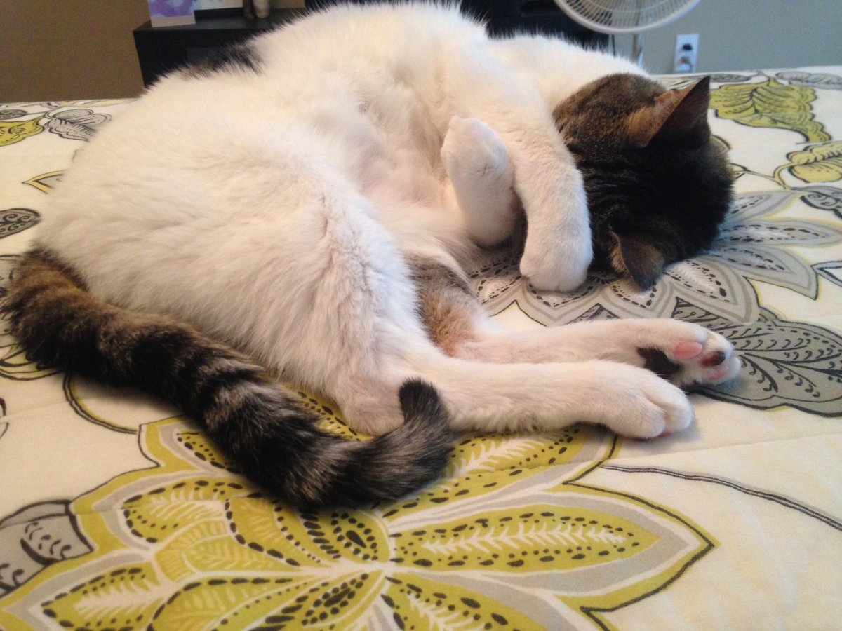 Sweet fur baby <a href="/jimcha/">jcch</a> #harley