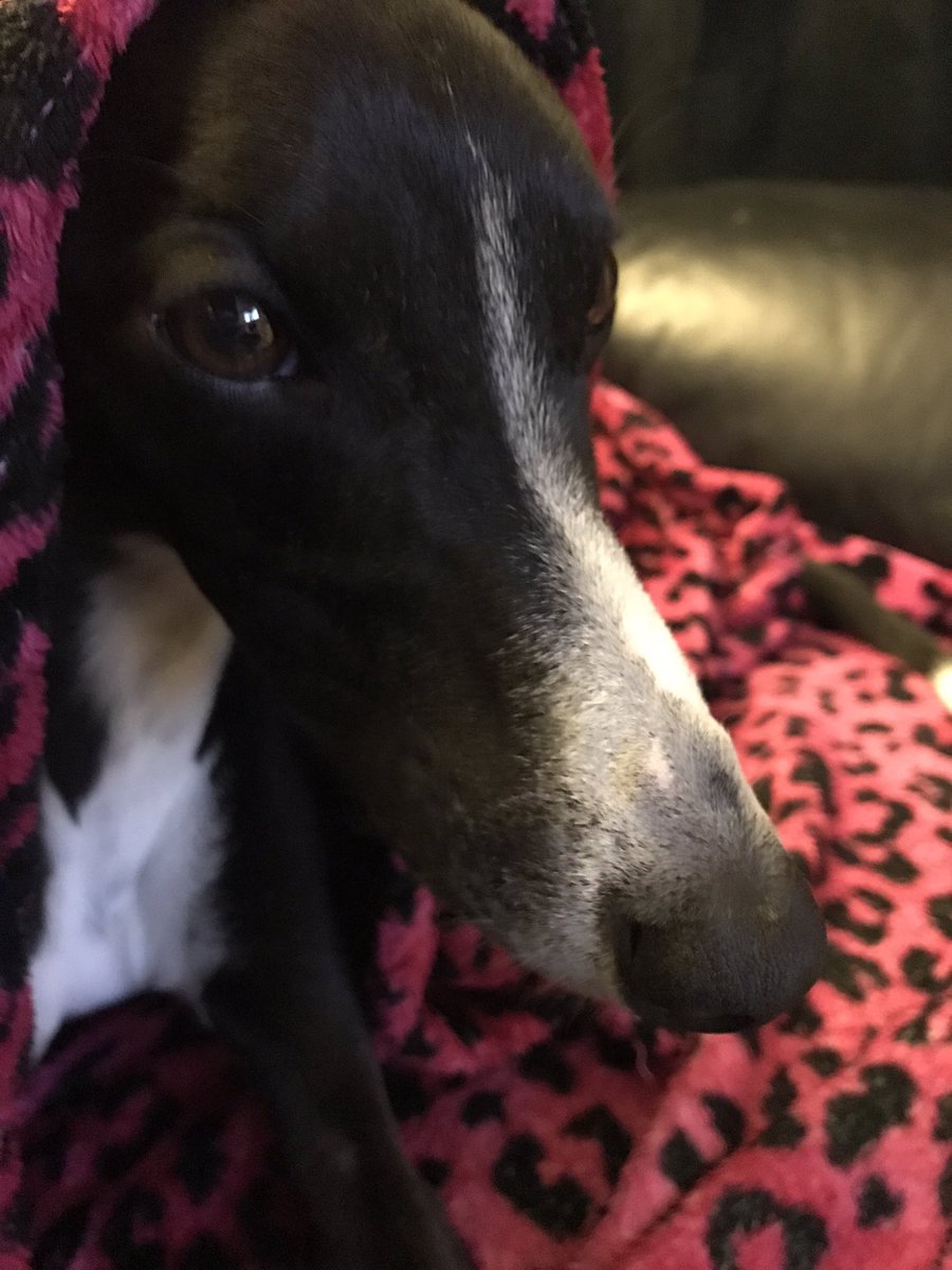 snoopy_whippet's tweet image. Saturday evening! Chilling in my leopard print duvet 😂 #whippet #lurcher