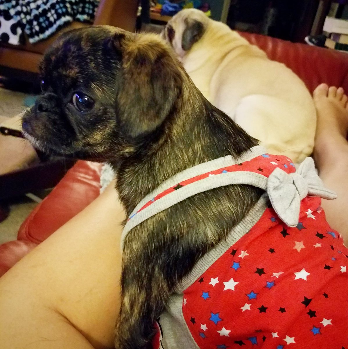 funaek's tweet photo. One good thing from all this Monkey drama is that she's totally used to wearing clothes now. Mohawk hoodie is in her future! #monkeyupdate https://t.co/mxymXyMs4o