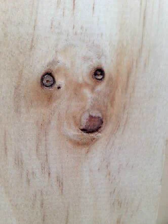 可愛いけれどリアル過ぎてちょっと怖いｗｗｗ木目にうつる犬たちの顔ｗｗｗ