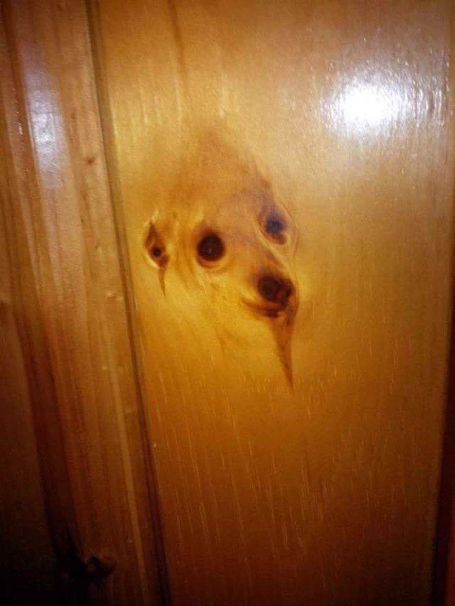 可愛いけれどリアル過ぎてちょっと怖いｗｗｗ木目にうつる犬たちの顔ｗｗｗ