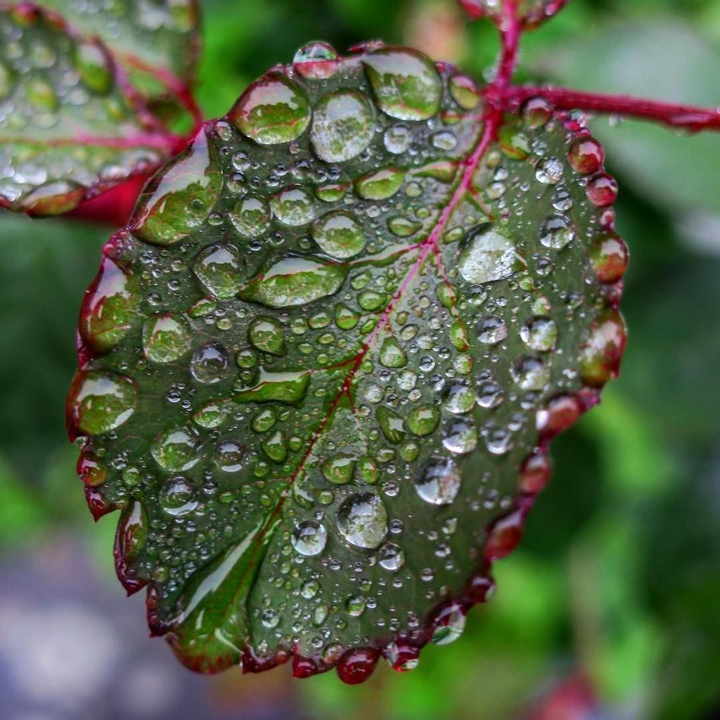 RadioAndrewE's tweet photo. Autumn rain: at home, Leeds #closeup #closeupphotography #naturephotography #flowerphotography #leeds #yorkshirelo… https://t.co/SqL7e7ePrx https://t.co/UIT432DUh7