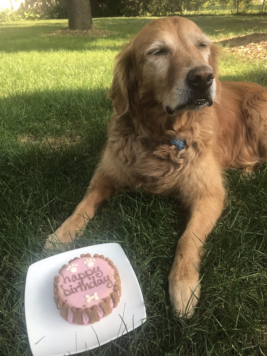 LindsayGolz's tweet photo. Happy 11th Birthday Libby Lu π#libbysadventures #golden https://t.co/y2zRyyKGz1