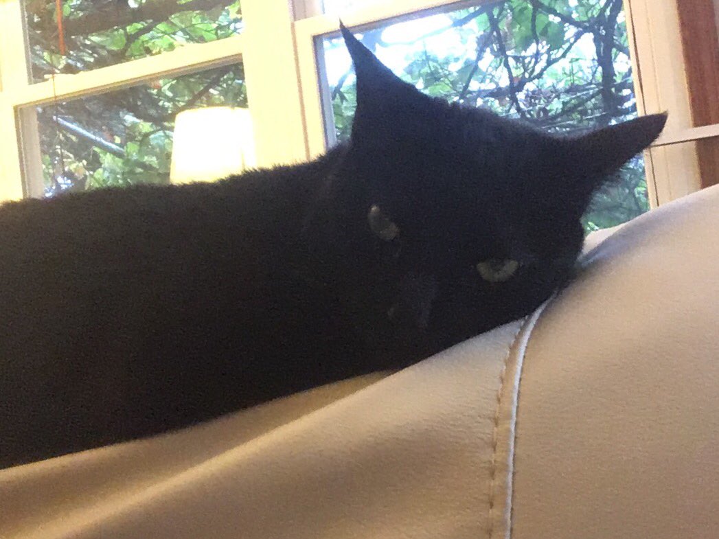realSpookyStarr's tweet photo. Both babies are tired today #cats #blackcat #catlife #catsoftwitter #caturday #sleepykitties https://t.co/va1gVmcsvO