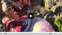 ElkHuntingTips's tweet image. New newsletter: Elk Hunting Success follows failure: Check it out at elk-hunting-tips.net/Quick_Elk_Hunt…. Also discusses moving big game.