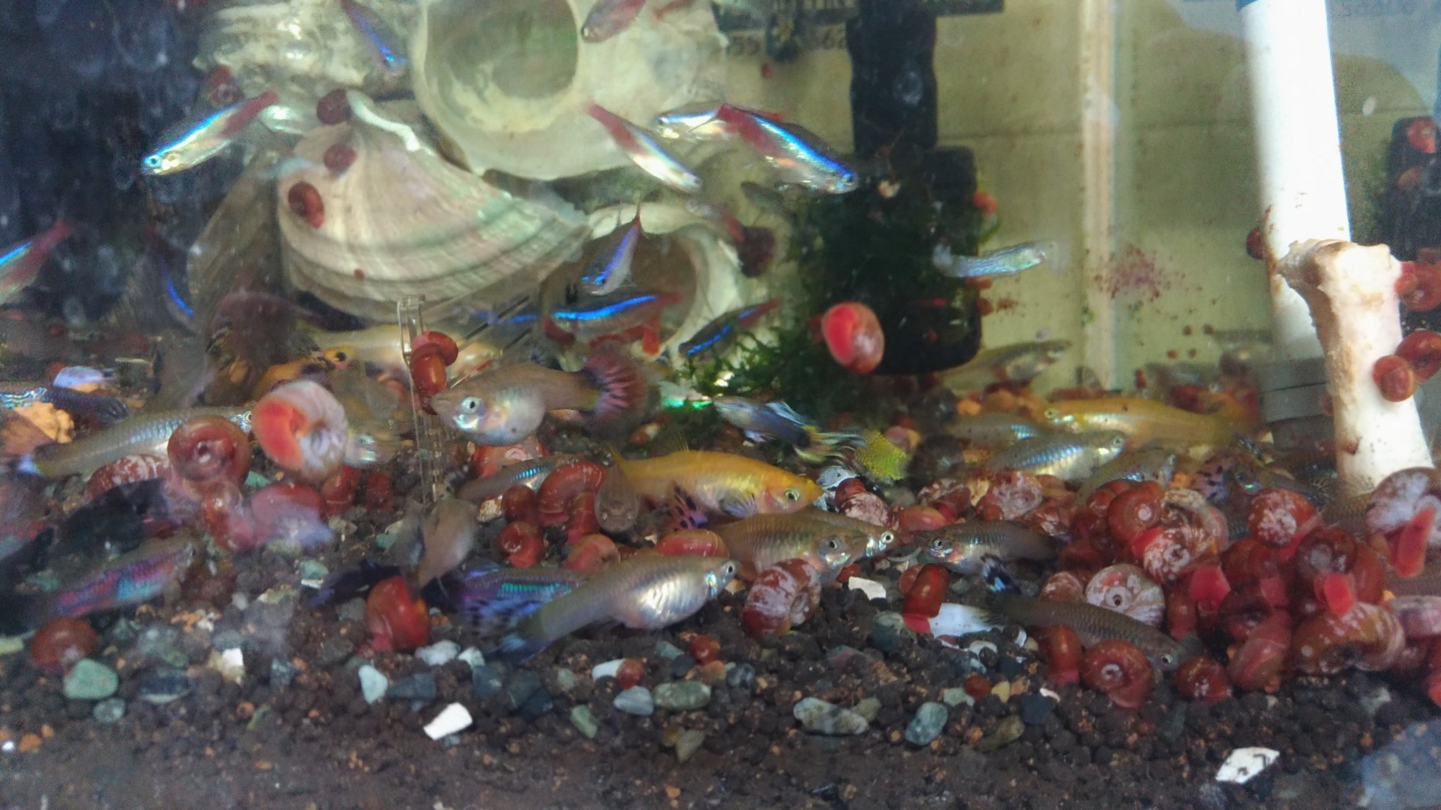 大阪 枚方 寝屋川 パンダン 水槽の魚 夜は寝る 地面で寝てるんやなー 水槽 ビオトープ 楊貴妃めだか めだか レッドビーシュリンプ T Co Tzhvxpyngi Twitter