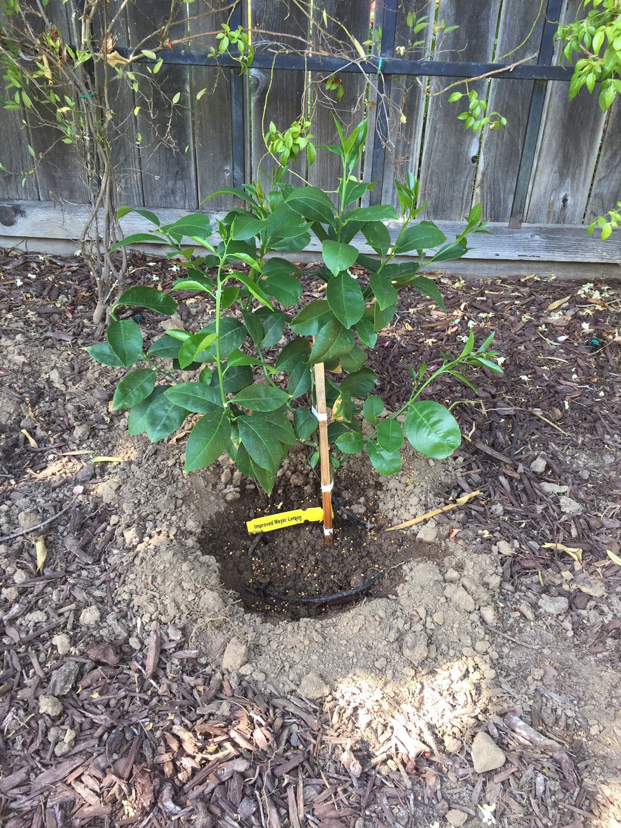 Mark Kolich On Twitter New Backyard Lemon Tree