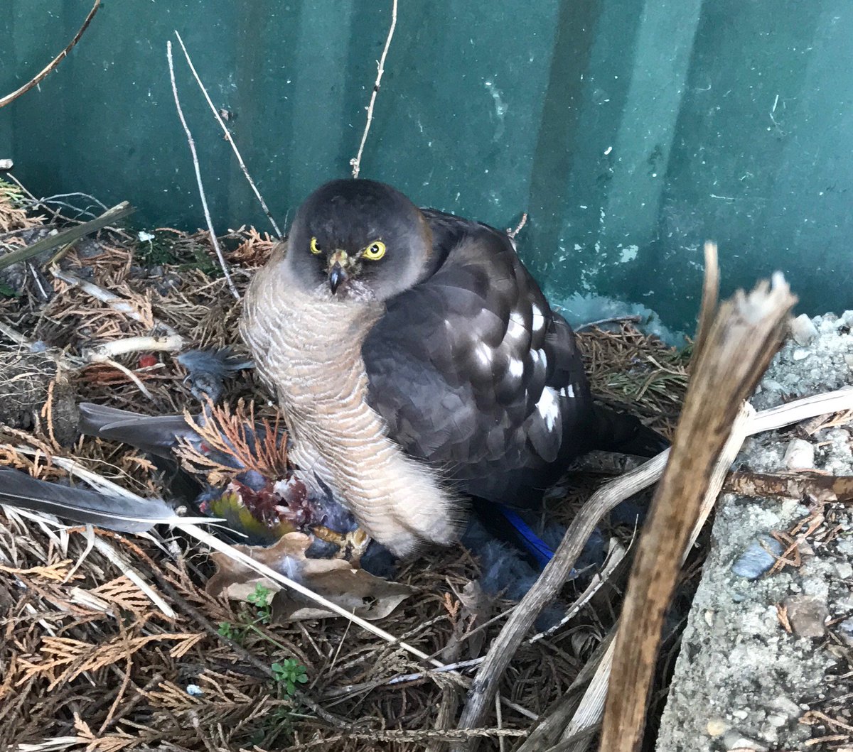 GardenRealm's tweet photo. The #SparrowHawk is annoying in our #garden because it is a potential predator of our chickens and cavies but it is gorgeous #GardenFauna https://t.co/UllOP7qwa4