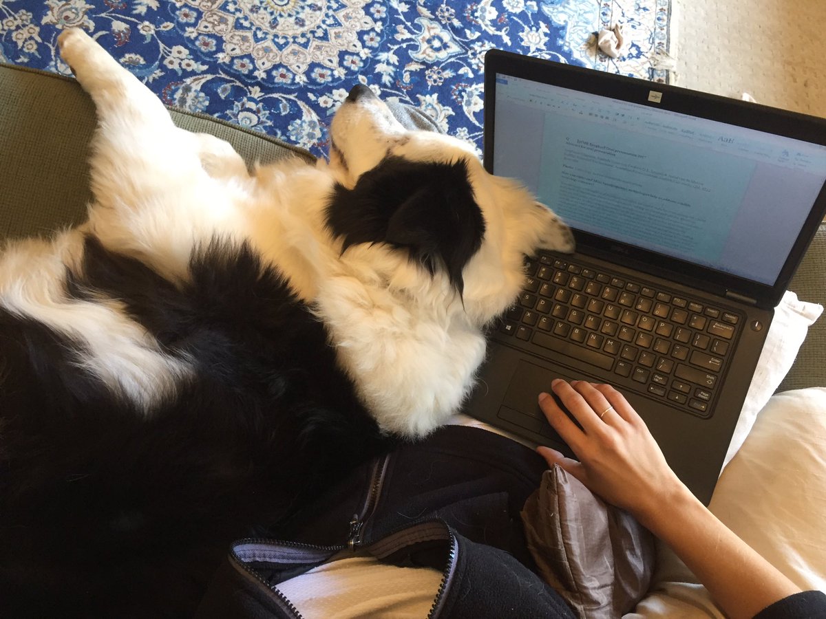 steph_chaousis's tweet photo. Multipurpose laptop that doubles as a dog pillow! π #workingfromhome #doesntalwayswork https://t.co/ue9xhUpFnL