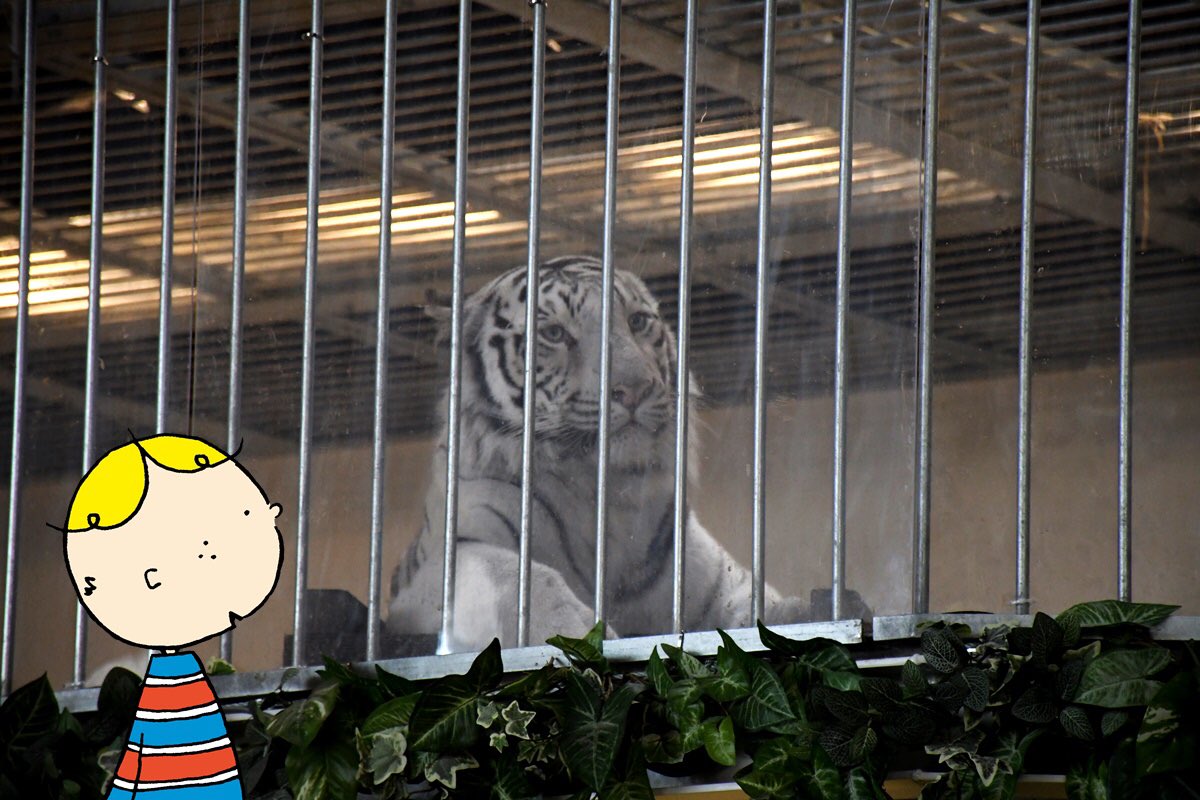 Bob_OGTB's tweet photo. Ohayo! #OsakaBob here♪
#OsakaExploring at #NIFREL's Exhibit of Life and Art♪
Here's their white tiger named Aqua. What's he looking at... https://t.co/JFAPQ0TkzC