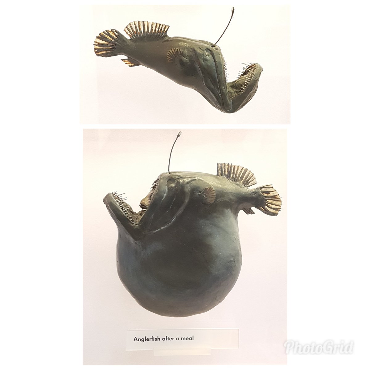 HairNinjaPDX's tweet photo. Hey @hankgreen which one are you right now? #anglerfish #hanklerfish #hungryfish #chubbyfish #naturalhistorymuseum #london https://t.co/ehyJuZB4Yl