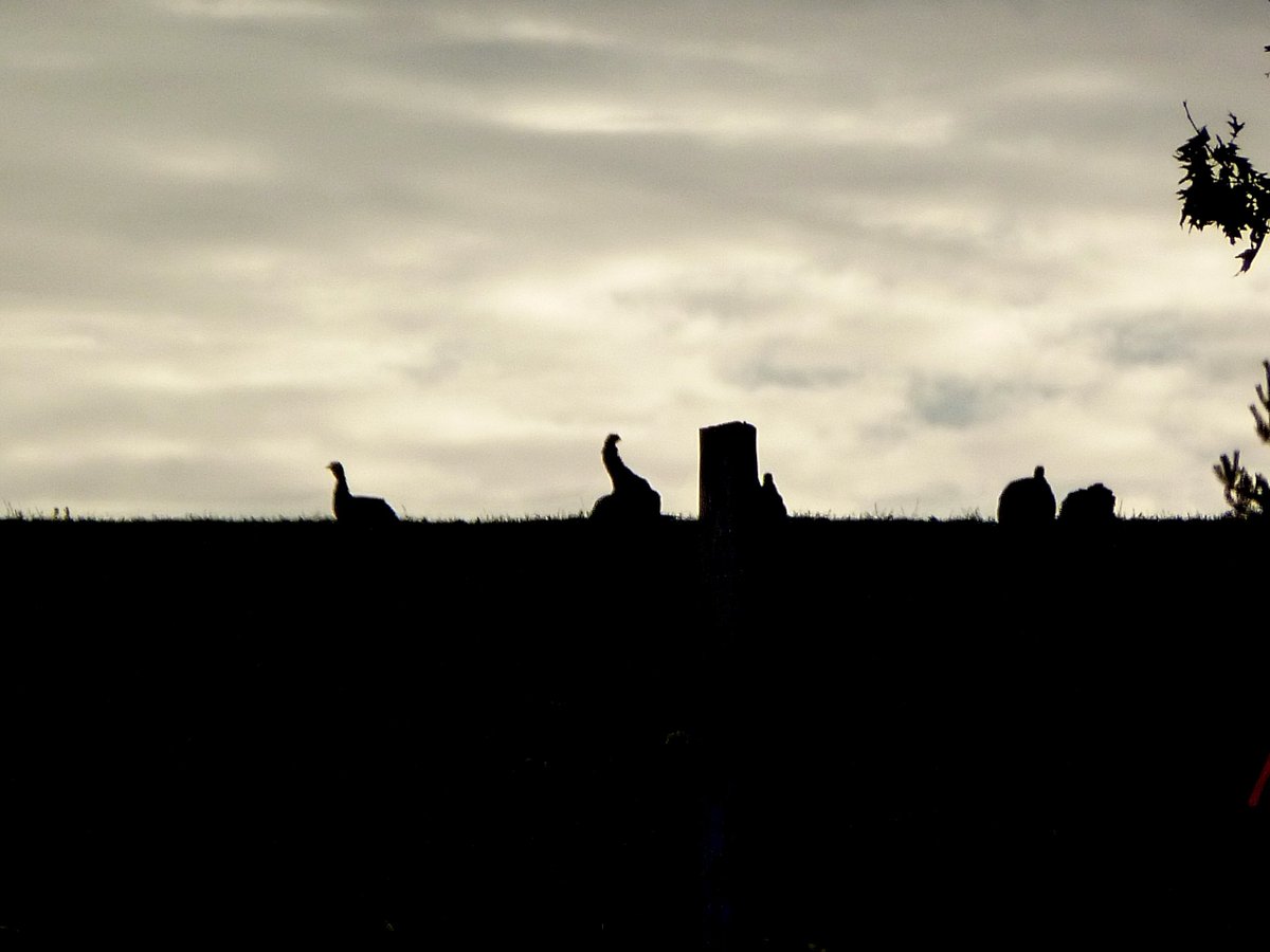 _Nina_V's tweet photo. still @ 1,100 followers w/100s of #1100s in iphotos yet to share - (save yourselves)
here're 3 of turkeys on a hill https://t.co/SmuCA8vHm9