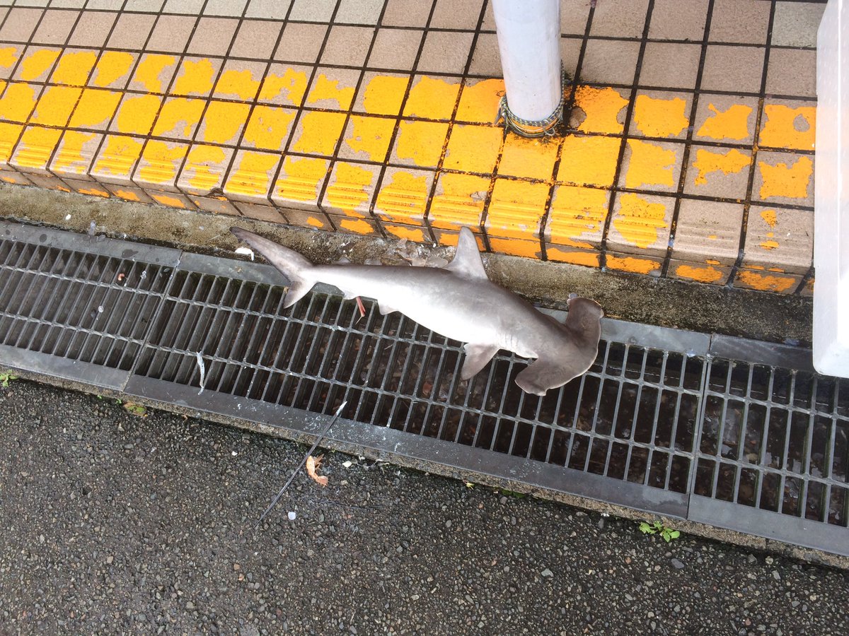 サメのハンマーヘッドが福井の道端で発見と報告 その後 道の駅の魚屋で客寄せパンダにされていた リアルシャークネード お前はまだ福井を知らない Togetter サメのハンマーヘッドが福井の道端で発見と報告 その後 道の駅の魚屋で客寄せパンダにされていた リアルシャークネード お前はまだ福井を知らない Togetter