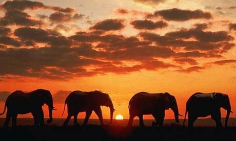 SimplyElephants's tweet photo. Absolute beauty... 😍🌅 https://t.co/QznIArCBMo