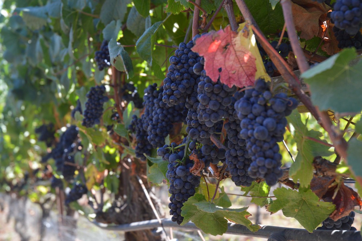 ThackreyWine's tweet photo. The lovely fruit at @DevilsGulchRanch #Andromeda #pinotnoir #harvest #devilsgulchranch @SeanThackrey https://t.co/tFCmtMkrp6