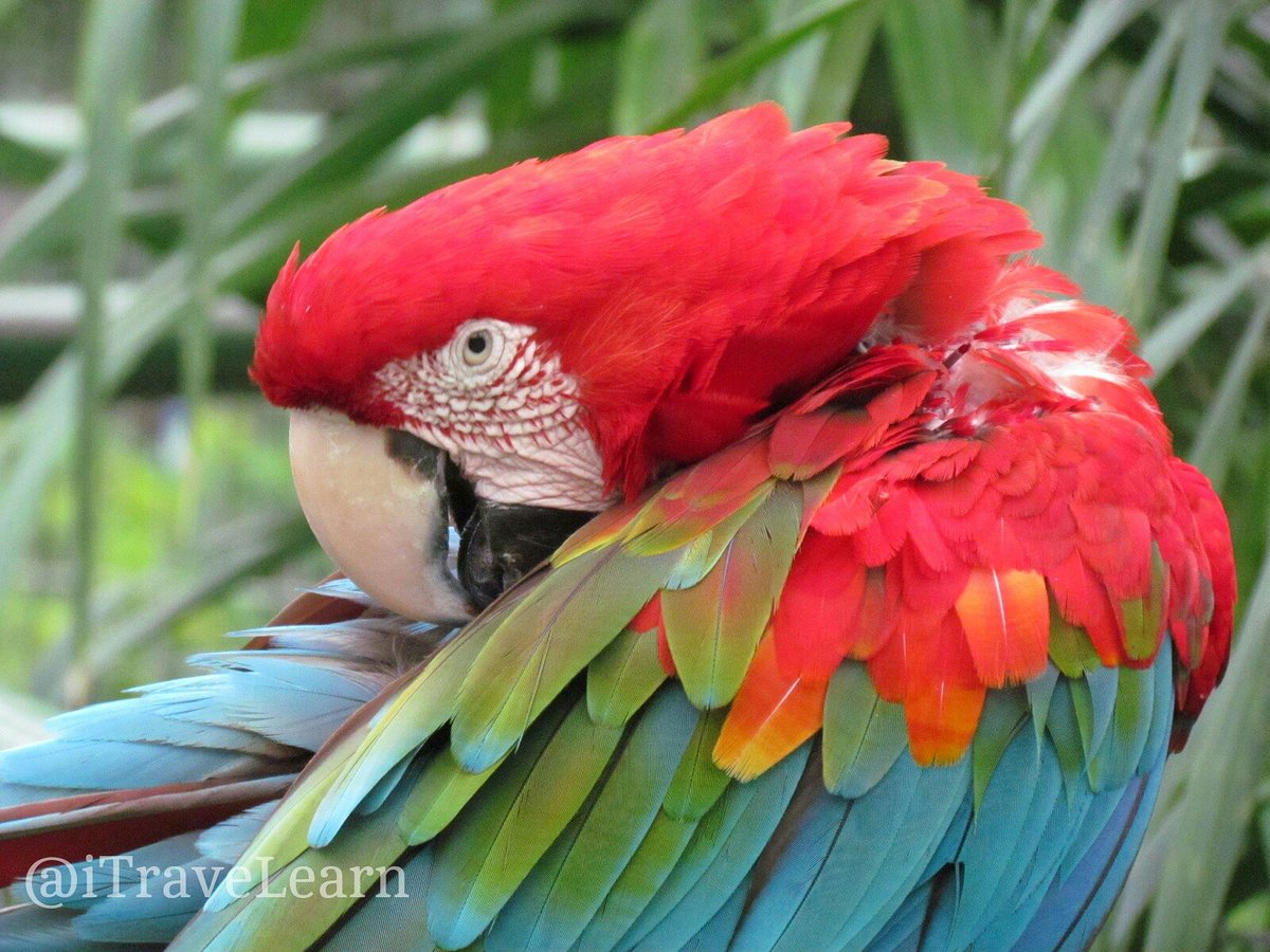 Brendali Carrillo Scarlet Macaw Parrot Native To The Humid South American Rainforest Macaw Guacamayo Amazon Rainforest Brazil Peru T Co Qugknucb7p