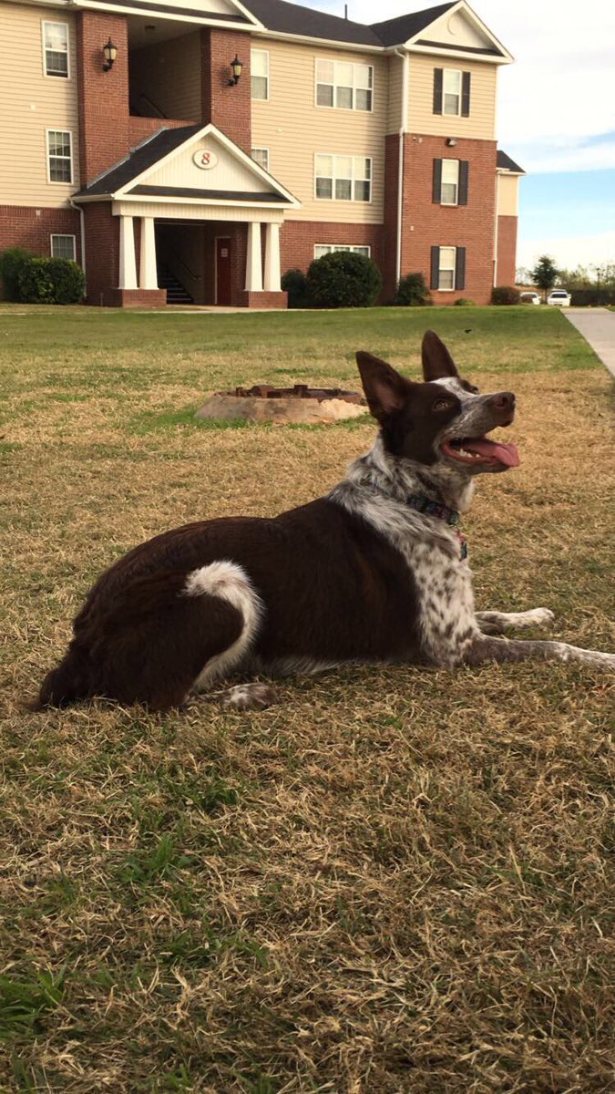 tdowlee's tweet photo. Lost dog her name is Angel if you see her please message me or call At 325-513-9929 https://t.co/FPeeacgVif