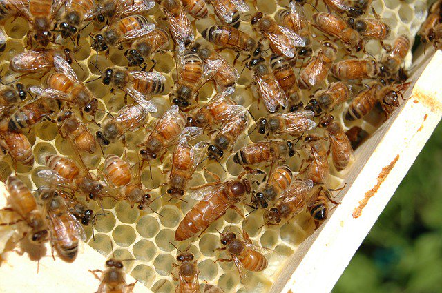 How I wish a lot of people would start beekeeping reason being it has a lot of benefits for our environment...  #...