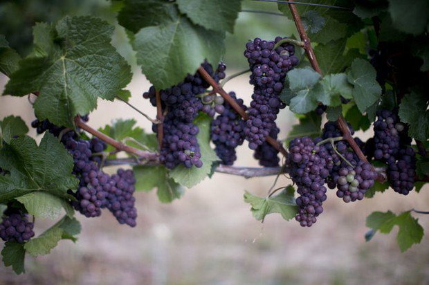 bcwinetrail's tweet photo. Will wildfires affect the taste of Oregon's wines? https://t.co/HxLF4WNOMg https://t.co/S8uNVNCMKt