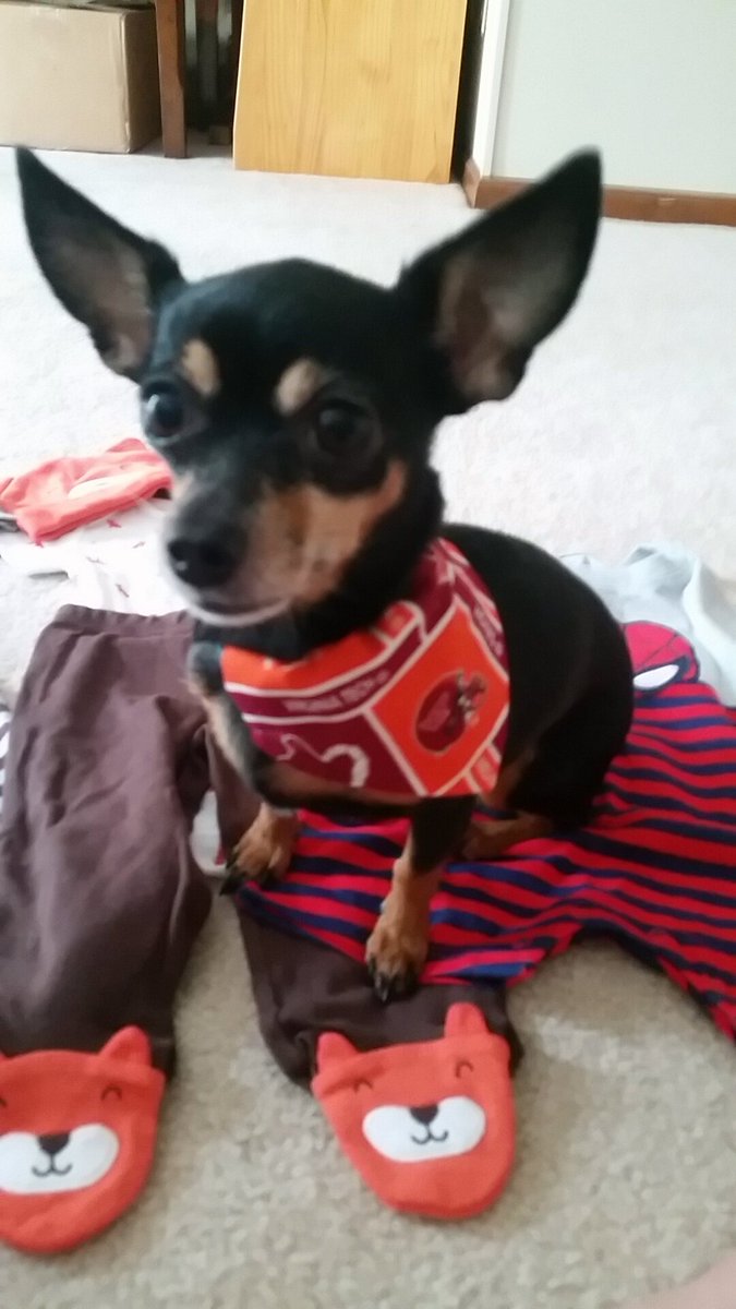 Ray_Bay_Bayy's tweet photo. This little cutie is totally the reason @HokiesFB won today! #VTvsECU https://t.co/H8ighdpeeg
