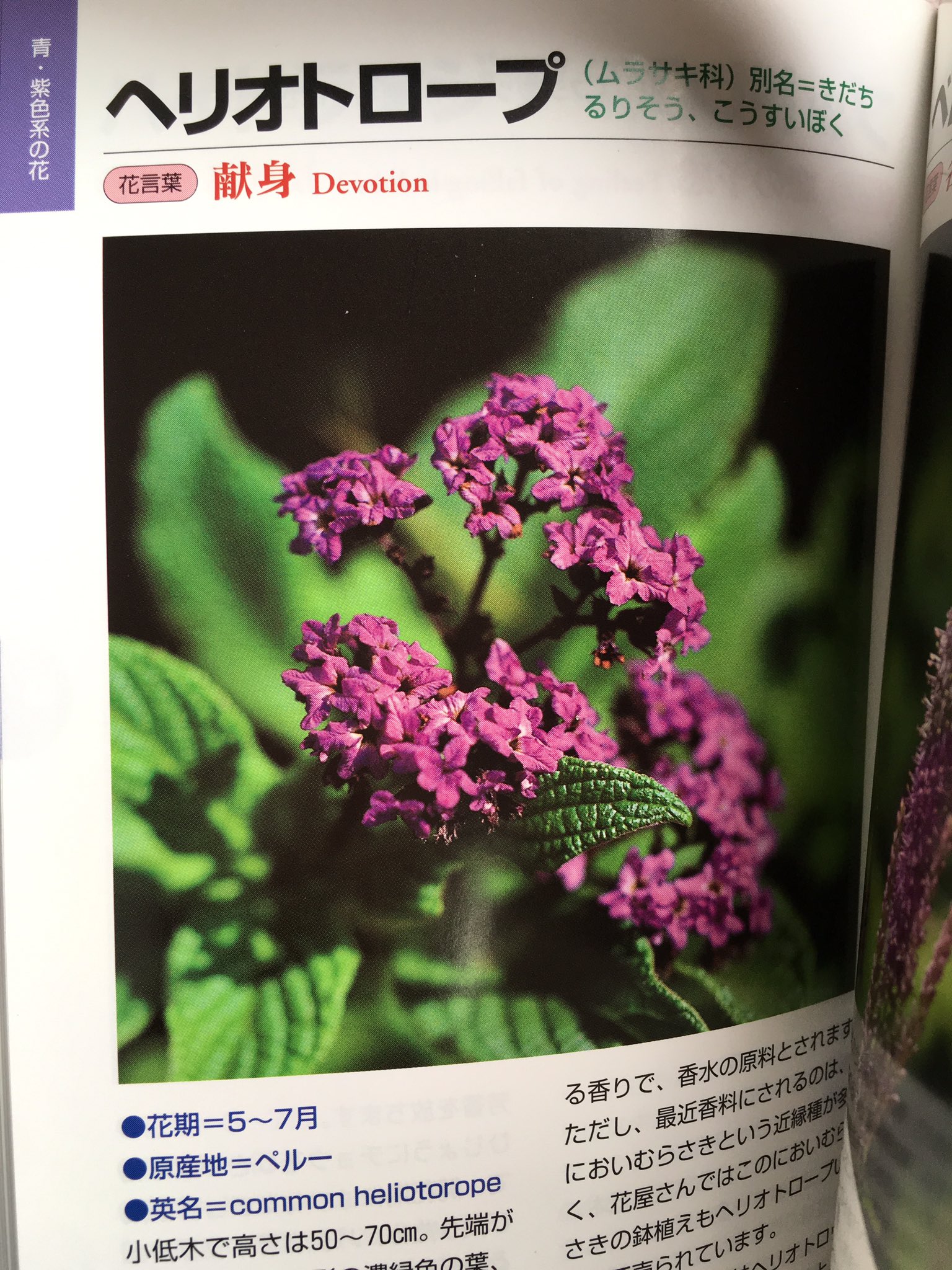 たかぎ ヘリオトロープ疹の語源かな 花言葉献身すてき T Co Yfj3u9dwze Twitter