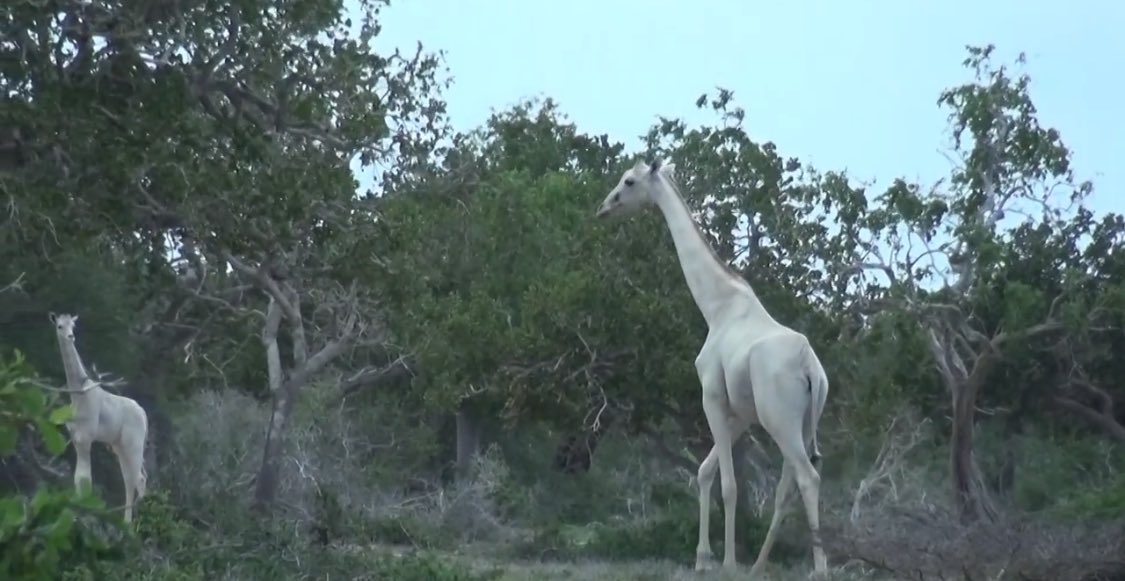 tallgirlforlife's tweet photo. Omg guys white giraffes are a thing https://t.co/2jbHP6RfoH