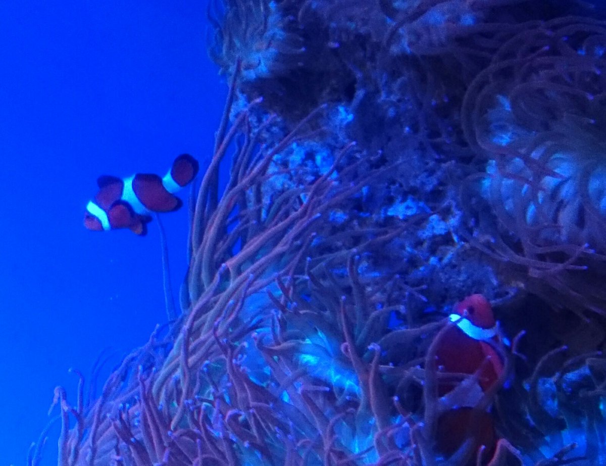 クマノミが触手プレイにいそしむだけの変態と思ったら大間違いだった話 ｔｓ逆ハーレム 最強の雄がママに 女王オス堕ち パパがお嫁になるんだよ Togetter